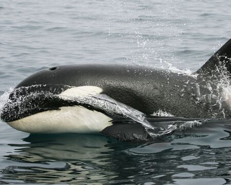 Multado un neozelandés por intentar «golpear con el cuerpo» a una orca