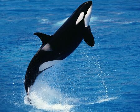 Yate hundido por Orcas- últimas noticias de Orcas